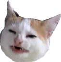 :angrycat: :angrycat: