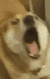 :bark: :bark: