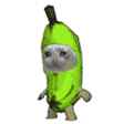 :cat_colorfulbanana:
