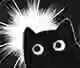 :blackcat_shock: :blackcat_shock: