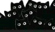 :blackcat_many: