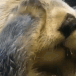 :cozy_otter_face_rub01: