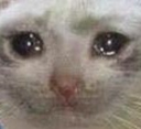 :sad_cat_1: