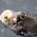 :otter_sleep: